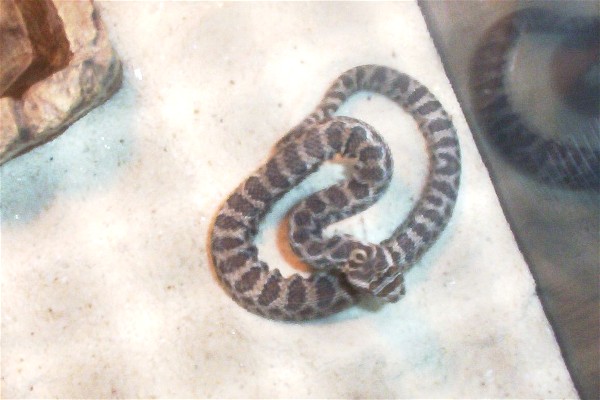 Great Basin newborn bad shed