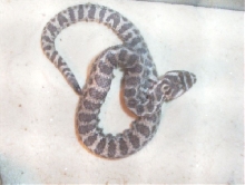 bad shed