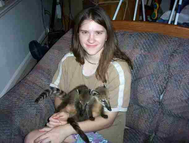 Coatimundi babies