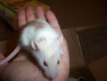 Tri Colored Rat