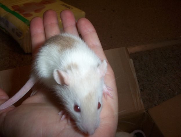 Tri Colored Rat