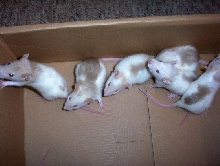 Tri Colored Rats