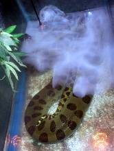 Gimmie my mist!!!