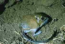 Kangaroo Rat