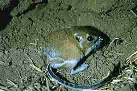 Kangaroo Rat
