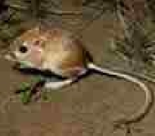 Kangaroo Rat