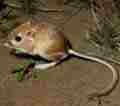 Kangaroo Rat
