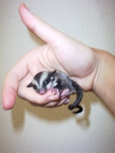 Baby glider