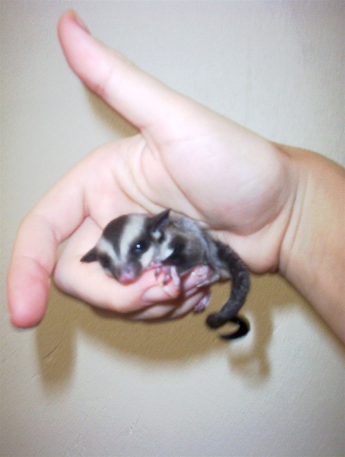Baby glider