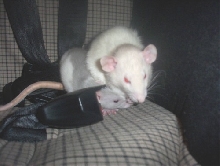 new rat male