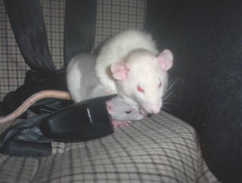 new rat male