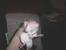 new rat male2