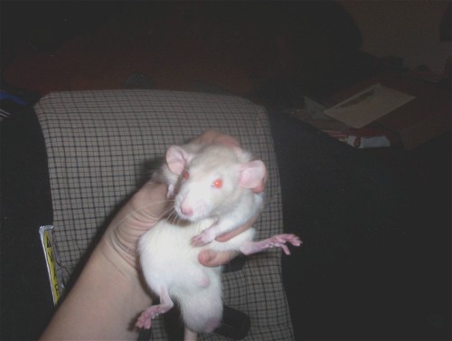 new rat male2
