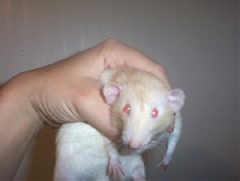Peach Dumbo