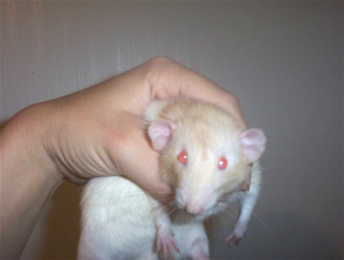 Peach Dumbo