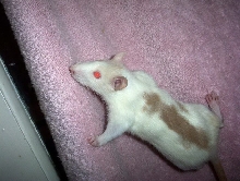 tri color rat