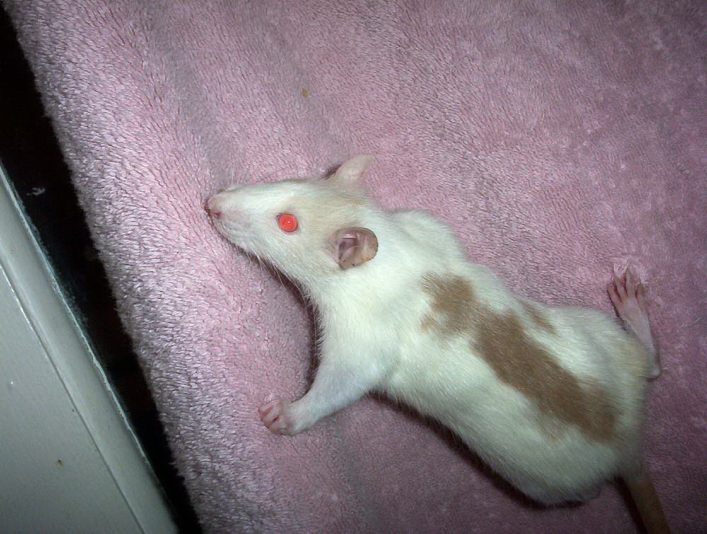 tri color rat