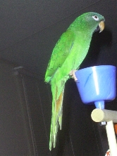 Blue Crowned Conure