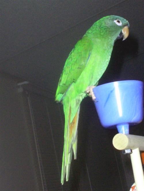Blue Crowned Conure