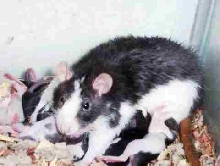Rat and babies