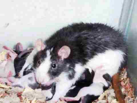 Rat and babies