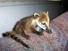 baby coatimundi