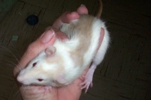 Tri Colored Rat