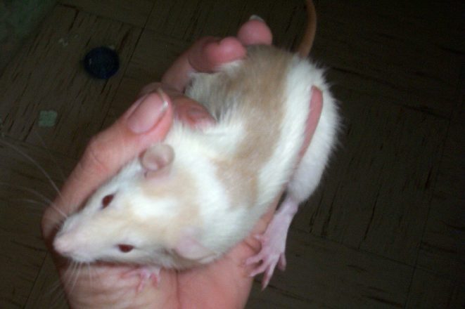 Tri Colored Rat