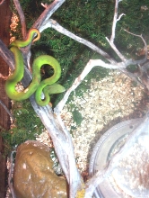 White Lip Tree Viper