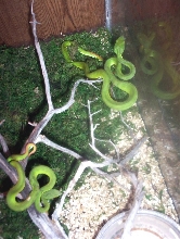 White Lip Tree Vipers