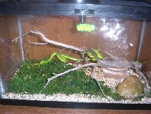 White Lip Tree Vipers