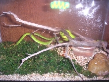 White Lip Tree Vipers