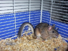 Bushytailed Woodrat