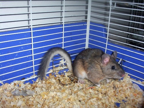 Bushytailed Woodrat