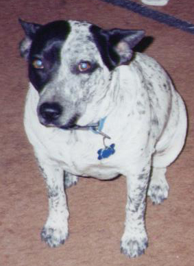 Orio