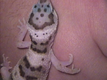 My 5 legged leopard gecko
