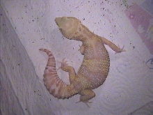 SKITTLES