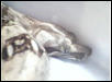 boa head shot
