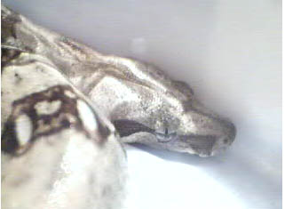boa head shot