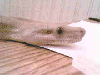 hog head