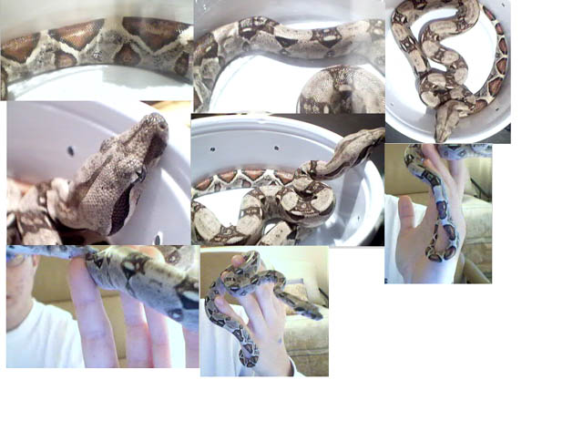 colombian boa