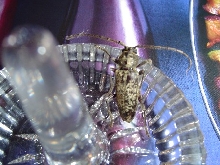 Unknown beetle. What is it?