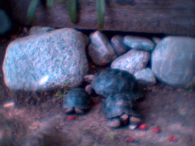 Baby Galaps.