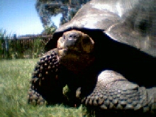 Adult Male Galap.