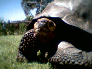 Adult Male Galap.
