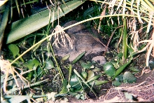 Adult Female Galap. in the mud