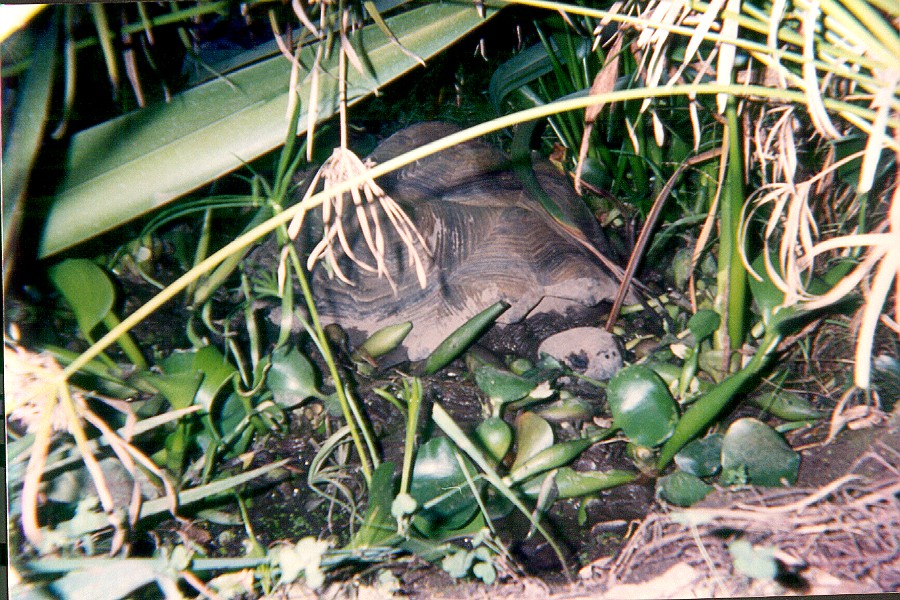 Adult Female Galap. in the mud