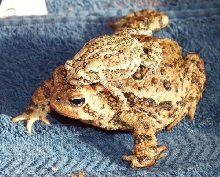 Little toad