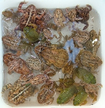 Bucket of toads