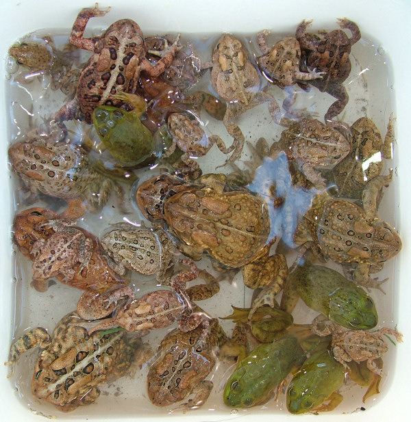 Bucket of toads